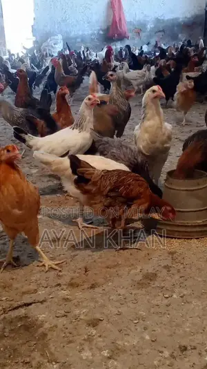 Golden Misri Hen - 5-Month-Old Quality Poultry Bird