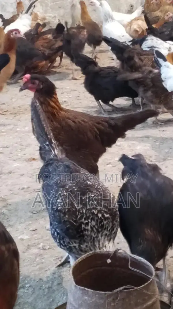 Golden Misri Hen - 5-Month-Old Quality Poultry Bird