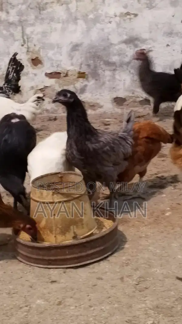 Golden Misri Hen - 5-Month-Old Quality Poultry Bird