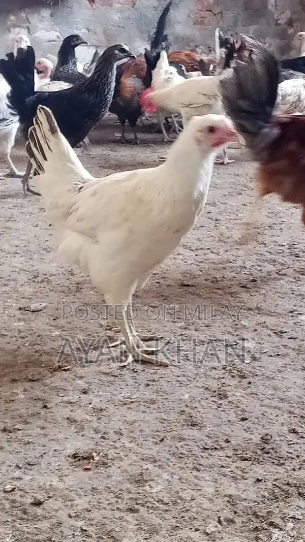 Golden Misri Hen - 5-Month-Old Quality Poultry Bird