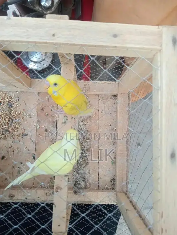 Black VIP Condition Motorcycle