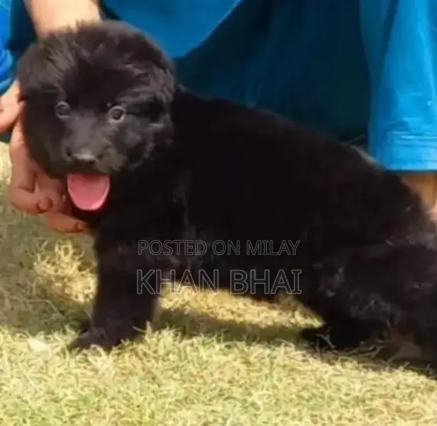 Black Long Coat Female German Shepherd Puppy