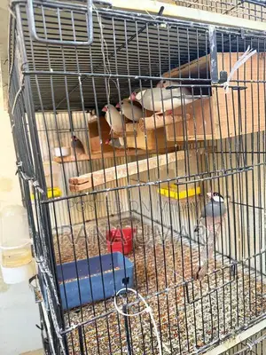 Lady Gouldian Finches - Mixed Color Young Breeding Pair