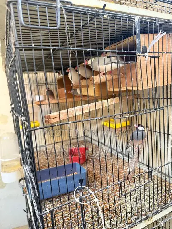 Lady Gouldian Finches - Mixed Color Young Breeding Pair