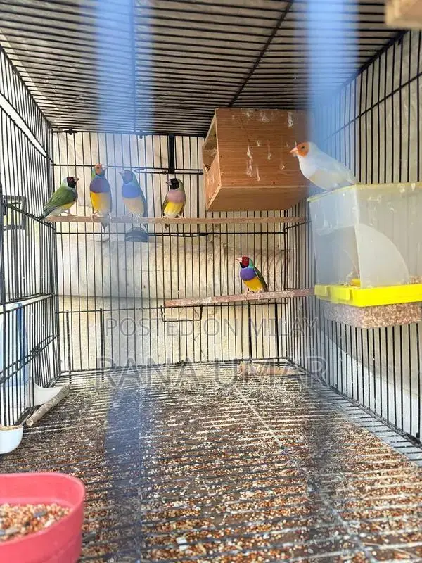 Lady Gouldian Finches - Mixed Color Young Breeding Pair
