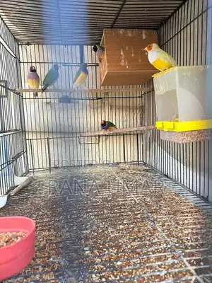 Lady Gouldian Finches - Mixed Color Young Breeding Pair