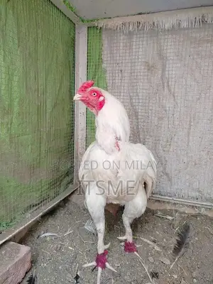 Pure White-Eyed Aseel Hera Rooster - Premium Breeding Specimen