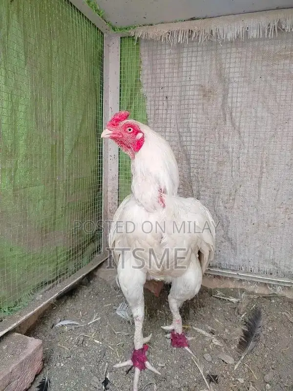 Pure White-Eyed Aseel Hera Rooster - Premium Breeding Specimen