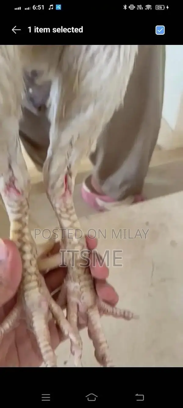 Pure White-Eyed Aseel Hera Rooster - Premium Breeding Specimen