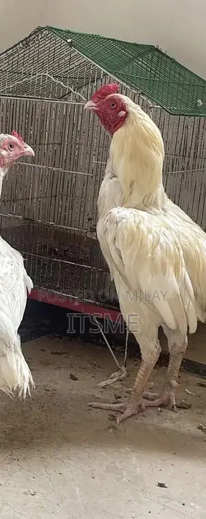 Pure White-Eyed Aseel Hera Rooster - Premium Breeding Specimen