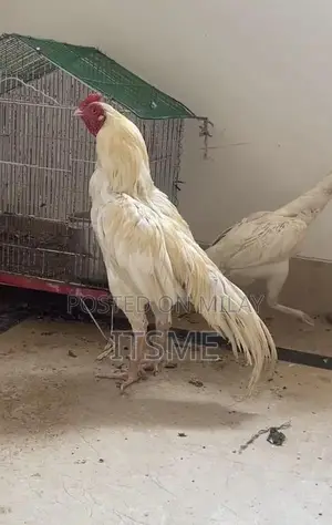 Pure White-Eyed Aseel Hera Rooster - Premium Breeding Specimen