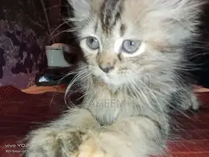 Photo - Young Persian Kitten - Adorable Domestic Companion
