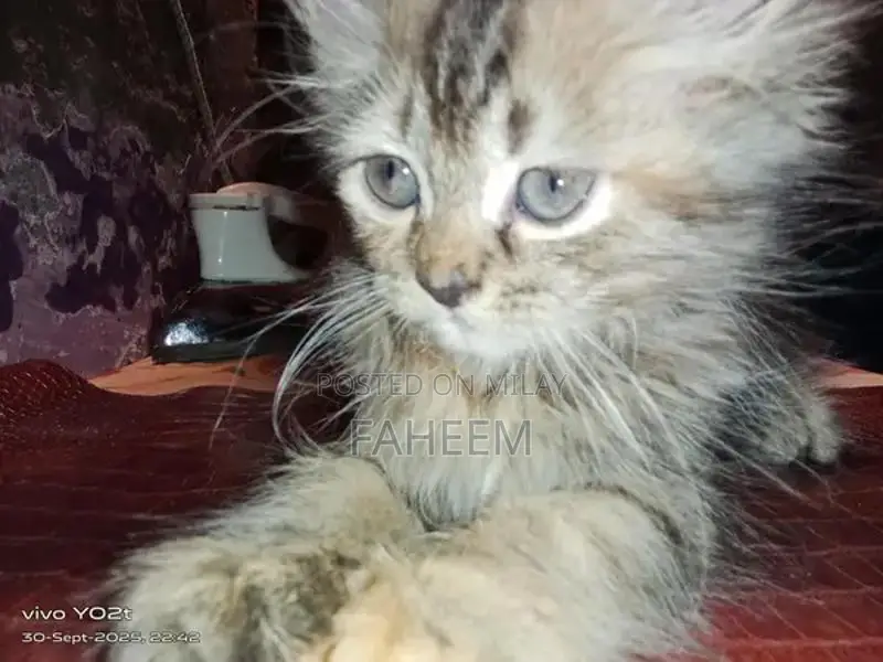 Young Persian Kitten - Adorable Domestic Companion