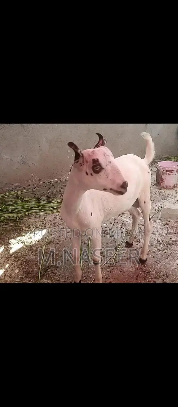 Male Teddy Bear Puppy for Sale - Young Companion