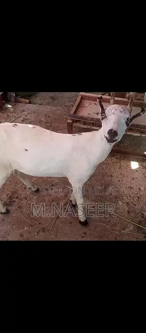 Male Teddy Bear Puppy for Sale - Young Companion