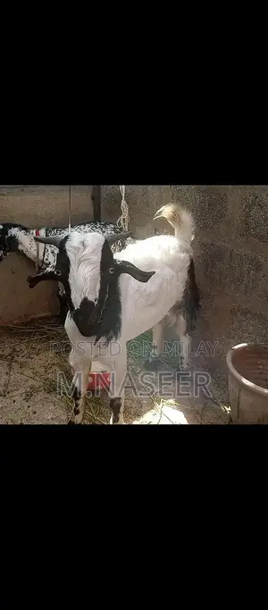 Male Teddy Bear Puppy for Sale - Young Companion