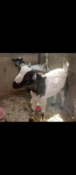 Male Teddy Bear Puppy for Sale - Young Companion