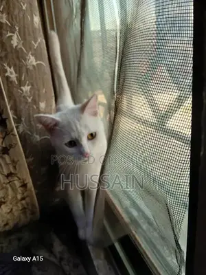 Photo - White Domestic Cat - Well-Trained Companion Pet