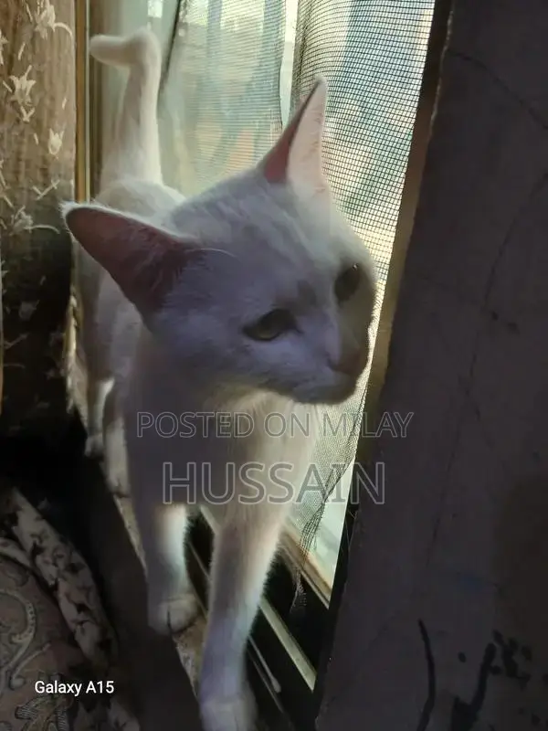 White Domestic Cat - Well-Trained Companion Pet