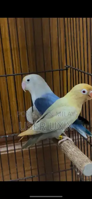 Photo - Parblue and Violet Opaline Palefellow Bonded Pair of Birds