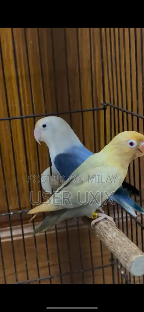 Parblue and Violet Opaline Palefellow Bonded Pair of Birds