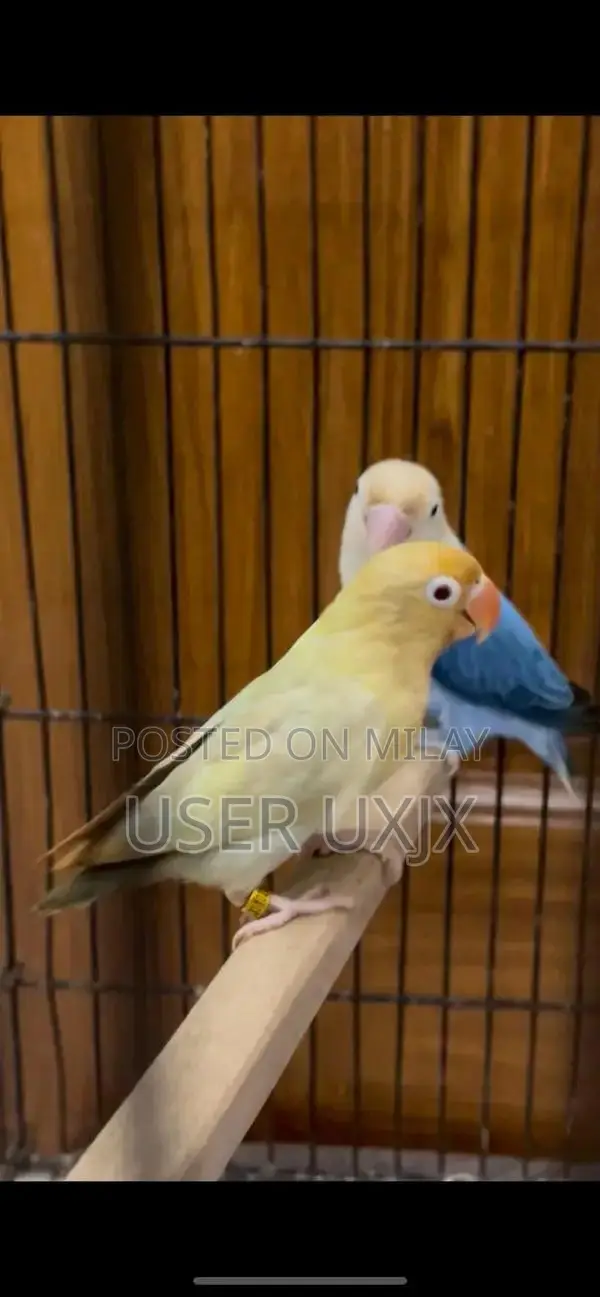 Parblue and Violet Opaline Palefellow Bonded Pair of Birds