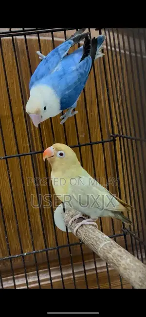 Parblue and Violet Opaline Palefellow Bonded Pair of Birds