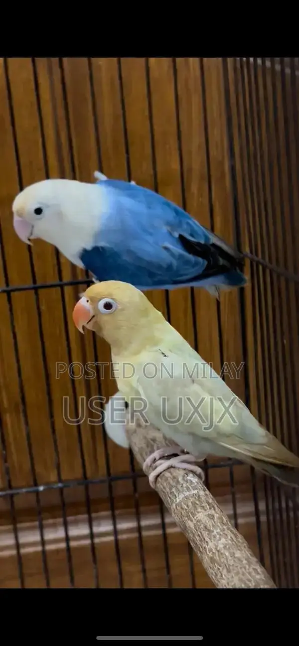 Parblue and Violet Opaline Palefellow Bonded Pair of Birds
