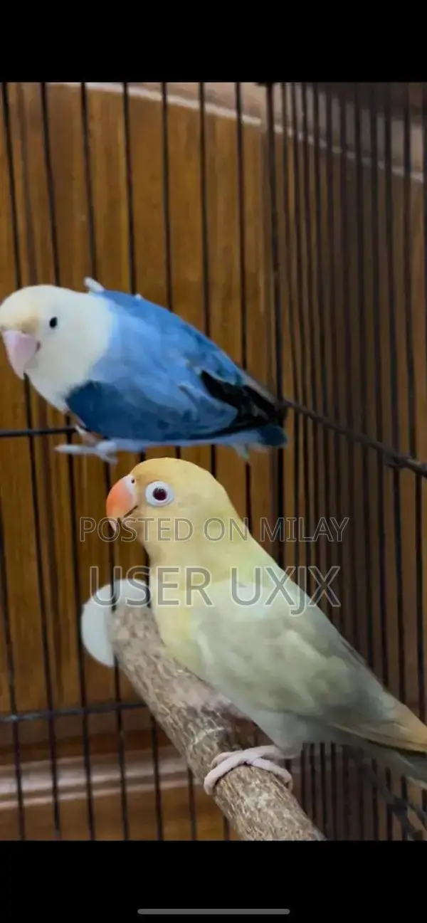 Parblue and Violet Opaline Palefellow Bonded Pair of Birds