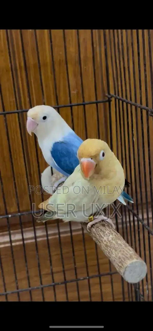 Parblue and Violet Opaline Palefellow Bonded Pair of Birds