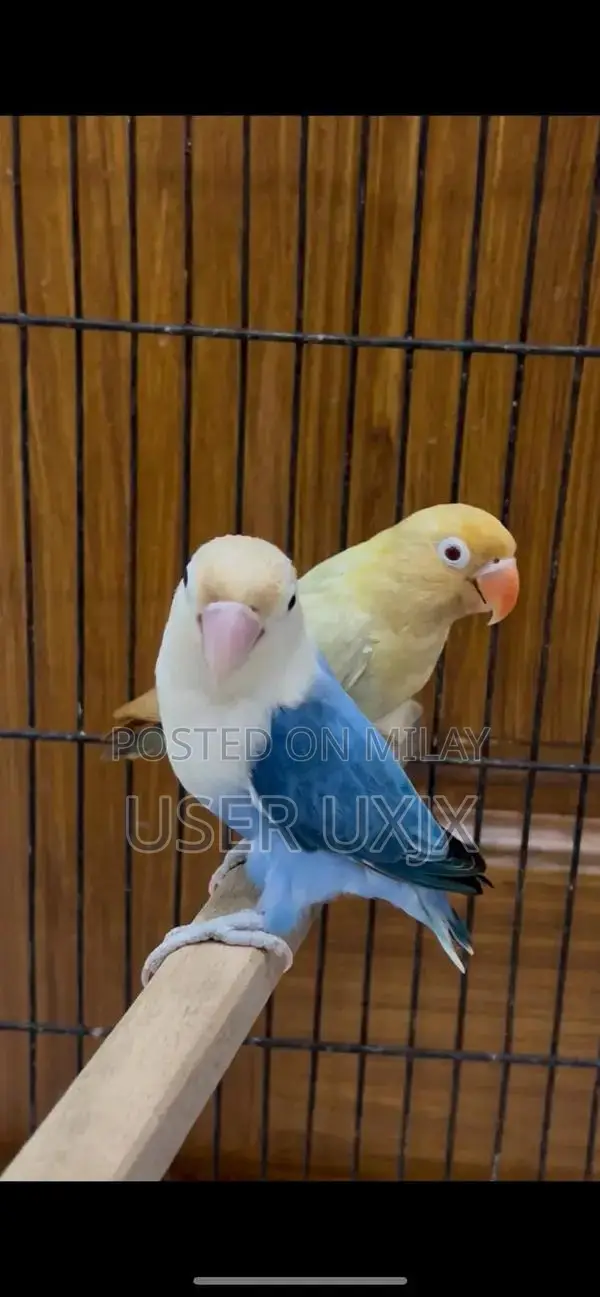 Parblue and Violet Opaline Palefellow Bonded Pair of Birds