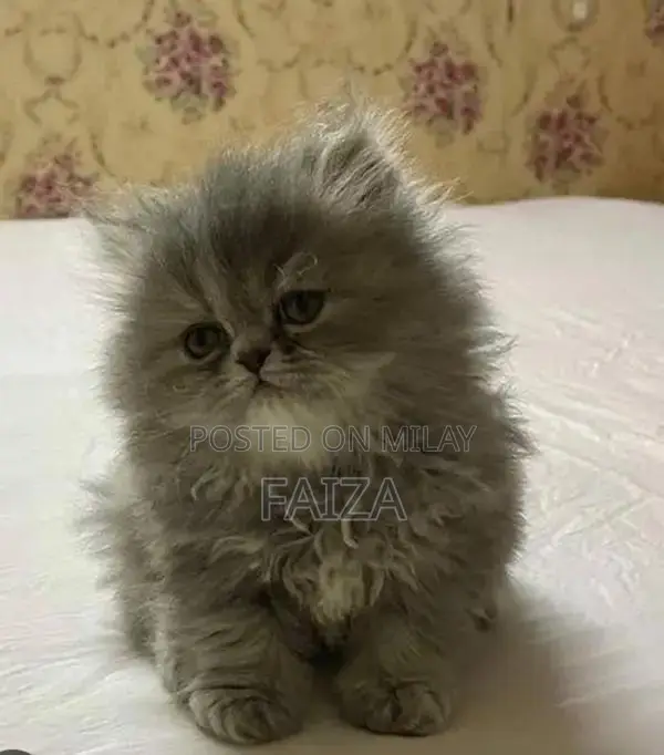 Adorable Piki Face Kitten with Heavy Coat