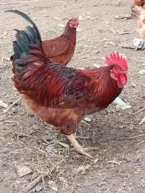 Healthy Desi Farm Chickens - Local Breed Egg-Laying Hens and Roosters