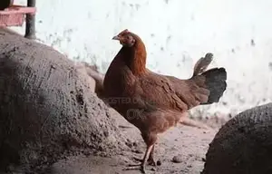 Healthy Desi Farm Chickens - Local Breed Egg-Laying Hens and Roosters