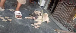 Photo - Purebred Pug Dog - Family Pet, Energetic Companion