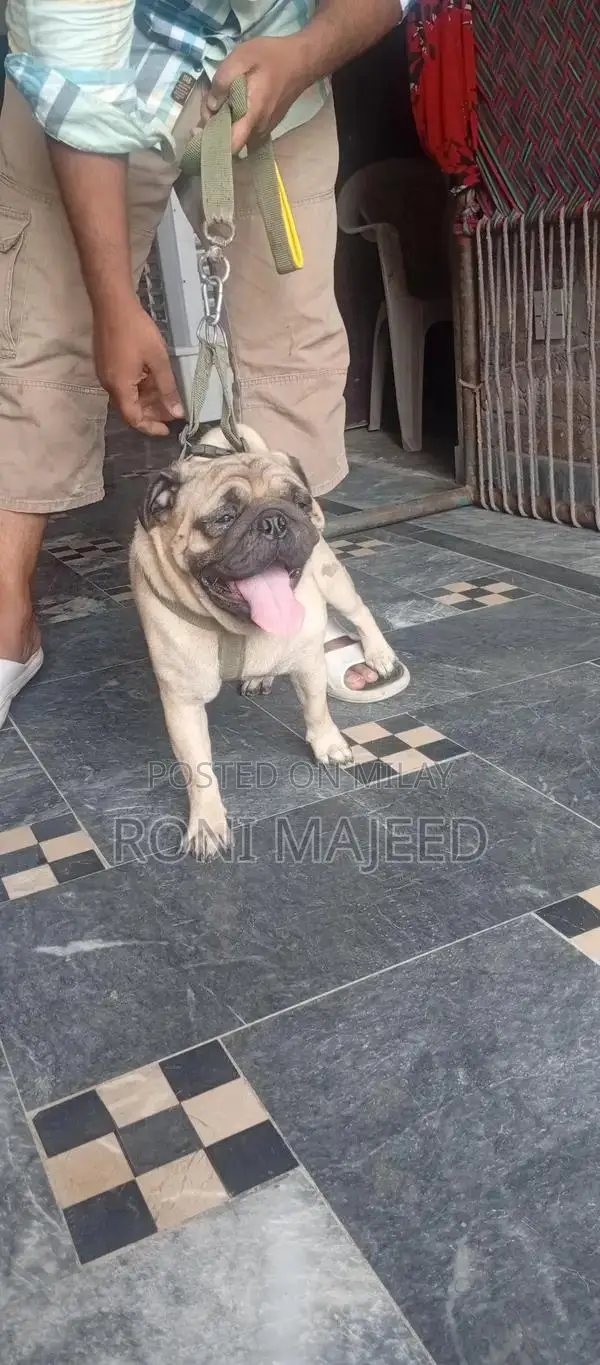 Purebred Pug Dog - Family Pet, Energetic Companion