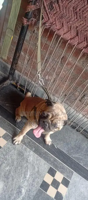 Purebred Pug Dog - Family Pet, Energetic Companion