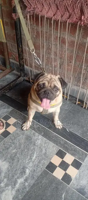 Purebred Pug Dog - Family Pet, Energetic Companion