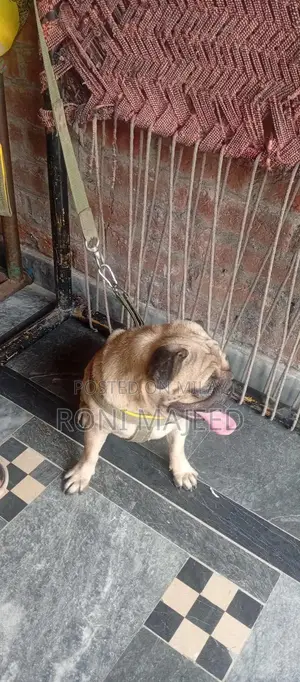 Purebred Pug Dog - Family Pet, Energetic Companion