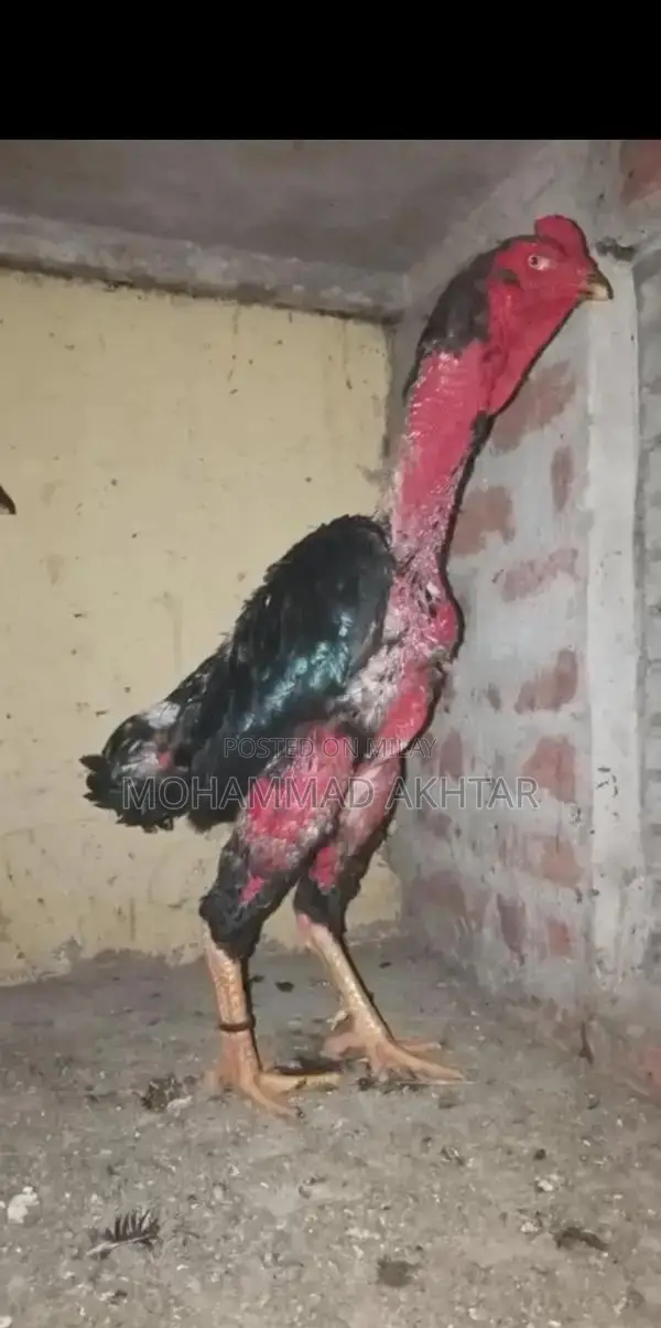 Black O Shamo Gamecock Pair - Premium Rare Breed Chickens