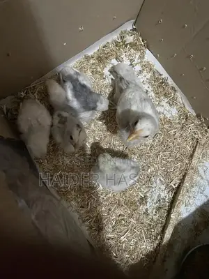 Shamo Cross and Heera Chicks - High-Quality Poultry Breeding Pair