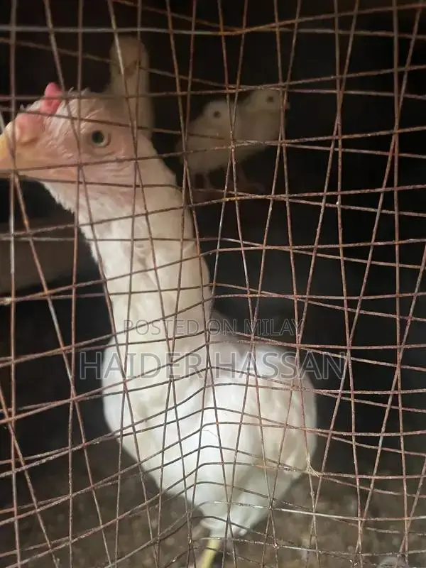 Shamo Cross and Heera Chicks - High-Quality Poultry Breeding Pair