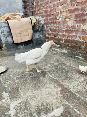 Shamo Cross and Heera Chicks - High-Quality Poultry Breeding Pair