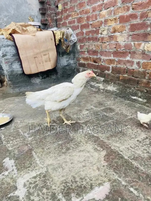 Shamo Cross and Heera Chicks - High-Quality Poultry Breeding Pair