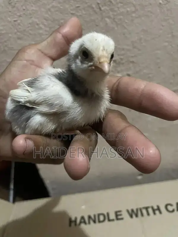 Shamo Cross and Heera Chicks - High-Quality Poultry Breeding Pair