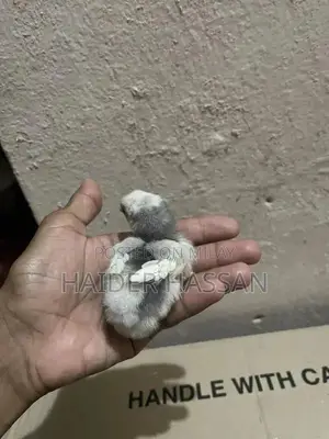 Shamo Cross and Heera Chicks - High-Quality Poultry Breeding Pair