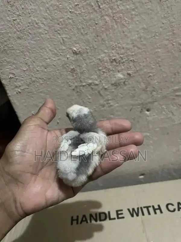 Shamo Cross and Heera Chicks - High-Quality Poultry Breeding Pair