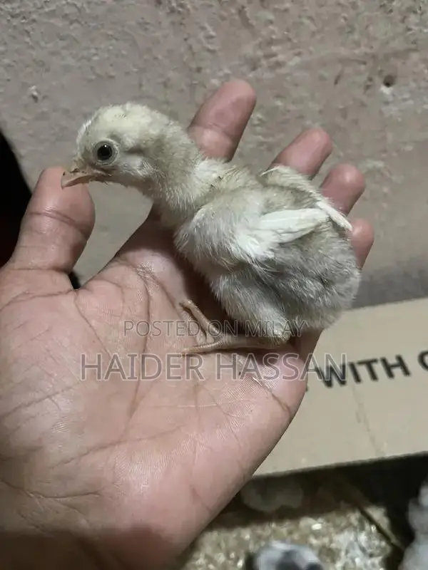 Shamo Cross and Heera Chicks - High-Quality Poultry Breeding Pair