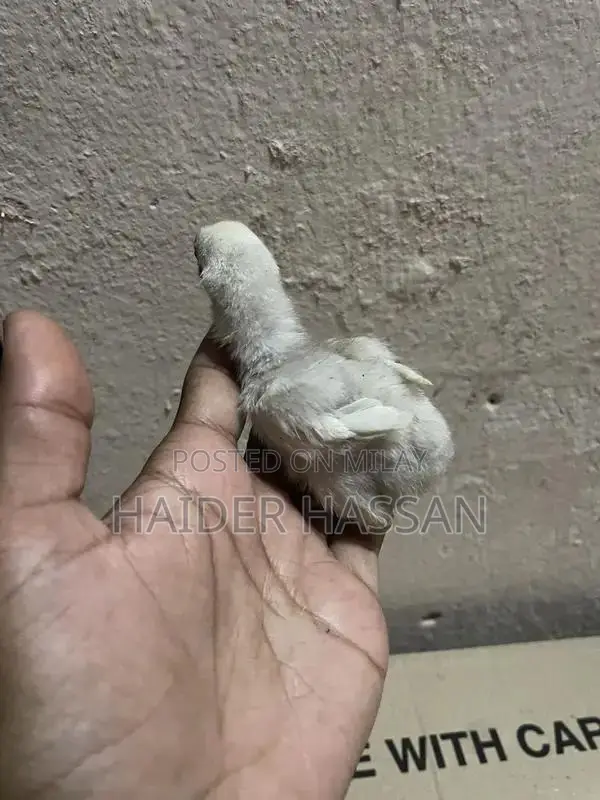 Shamo Cross and Heera Chicks - High-Quality Poultry Breeding Pair