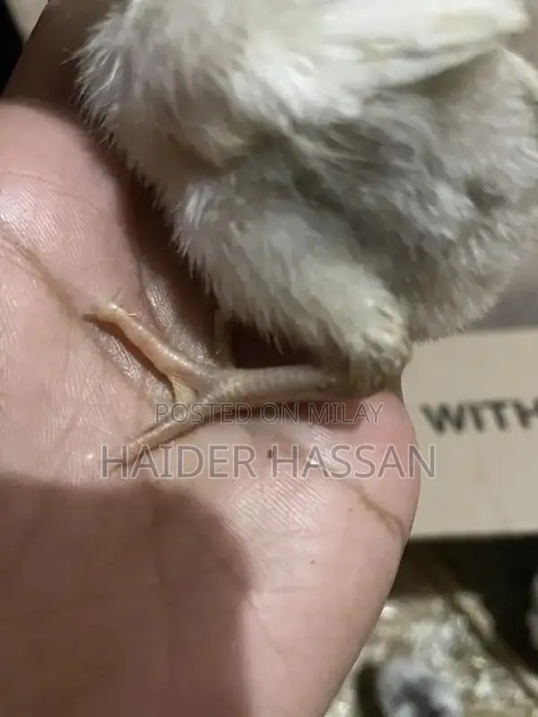 Shamo Cross and Heera Chicks - High-Quality Poultry Breeding Pair